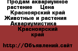 Продам аквариумное растение  › Цена ­ 50 - Красноярский край Животные и растения » Аквариумистика   . Красноярский край